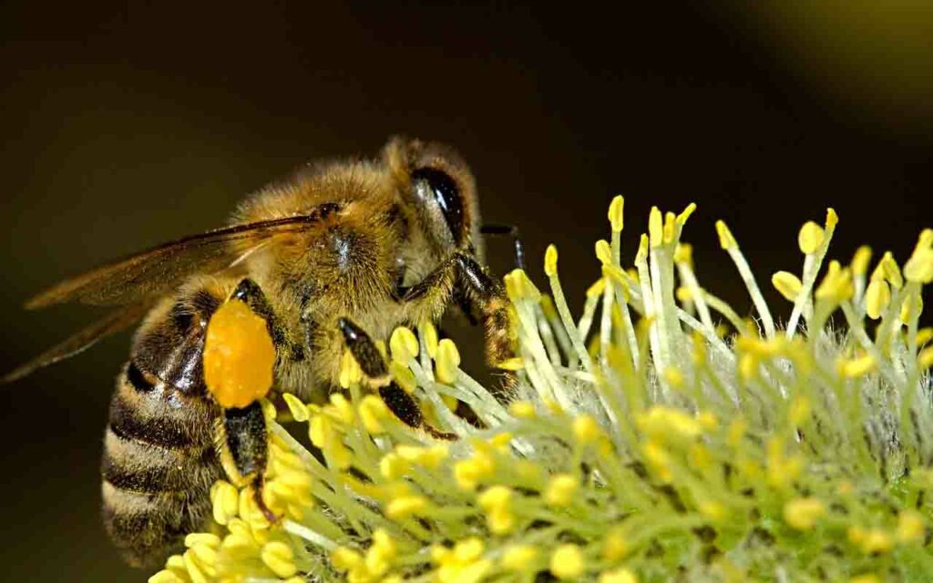 breizhoasis-acceuil-abeille