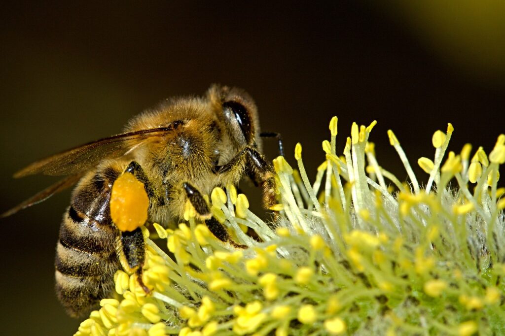 abeille agroecologie breizh oasis