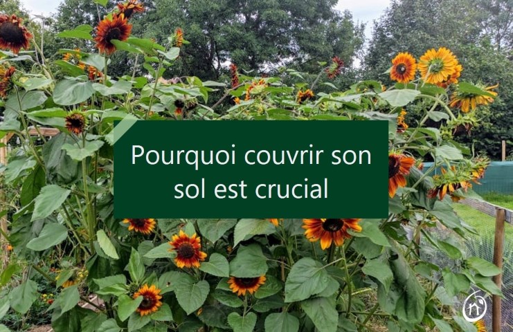 pourquoi couvrir son sol en agroécologie est crucial