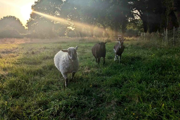 Eco paturage moutons
