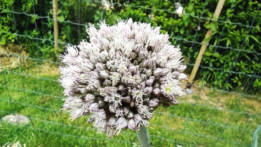 breizh oasis récolte potager 35 (11) (Petit)