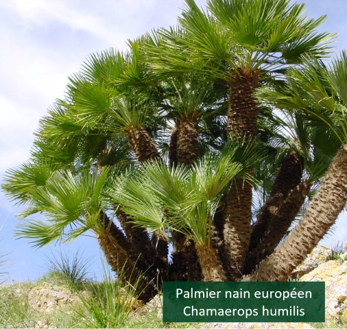 Palmier nain européen
