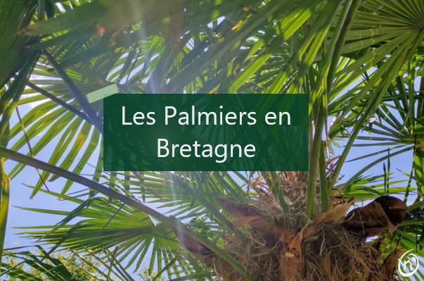 Les Palmiers en Bretagne : Élégance Tropicale dans un Climat Atlantique