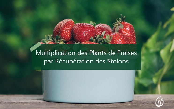 multiplication des fraisiers par récupération des stolons