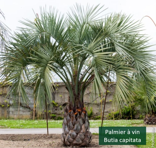 palmier à vin Butia capitata