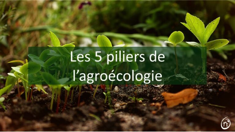 Les 5 pilliers de l'agroécologie