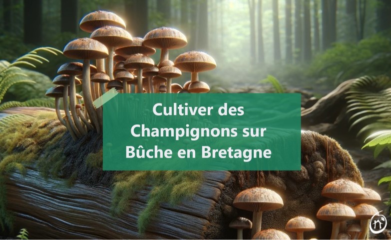 Culture champignons sur buche agroéoclogie breizh oasis