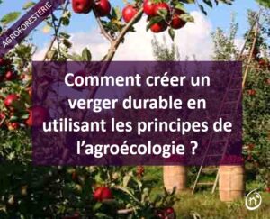 Comment créer un verger durable en utilisant les principes de l’agroécologie