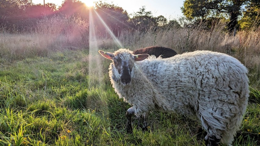 mouton initiation (2)