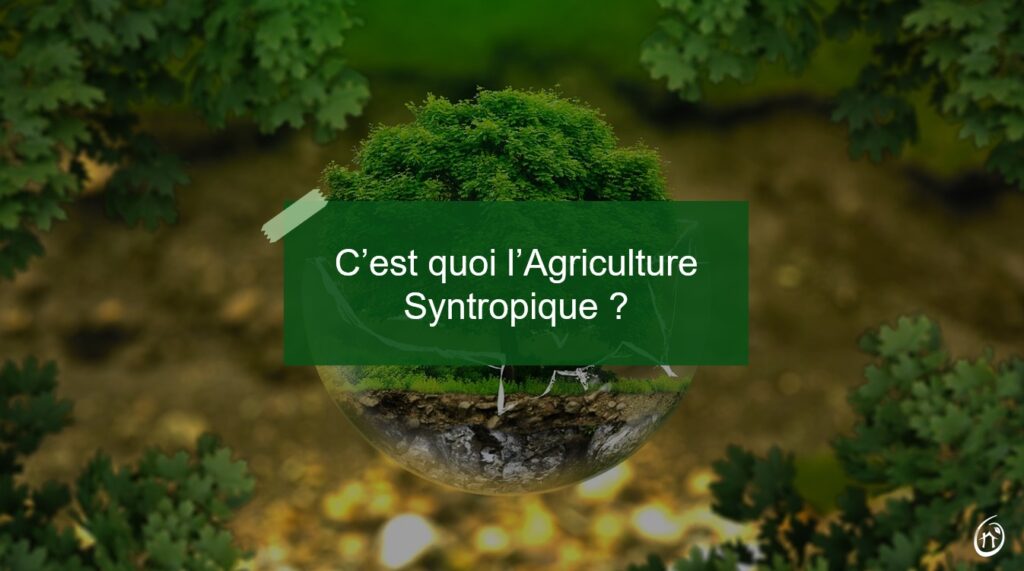 cest quoi lagriculture syntropique breizh oasis