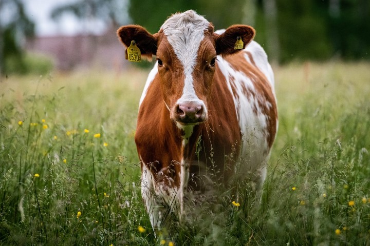 Ré-enherbement de pâturages pour une ferme laitière