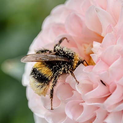 abeille suivi environnemental