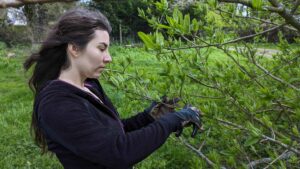 arbre fruitier taille conduite morgane breizh oaiss