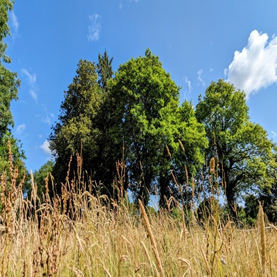 haie bocagère