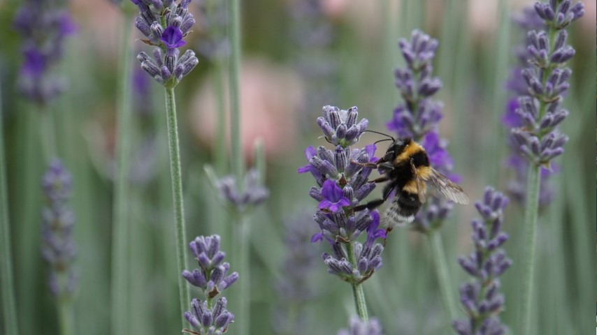 suivi environnemental biodiversite (Petite)