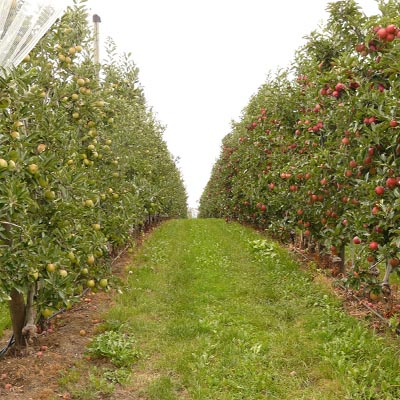 verger diversifié agroécologie