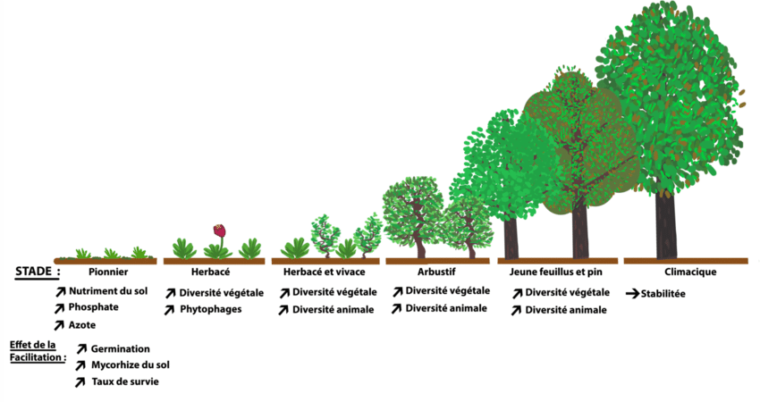 Schematisation-theorique-de-la-succession-ecologique-au-cours-du-temps-Inspire-de