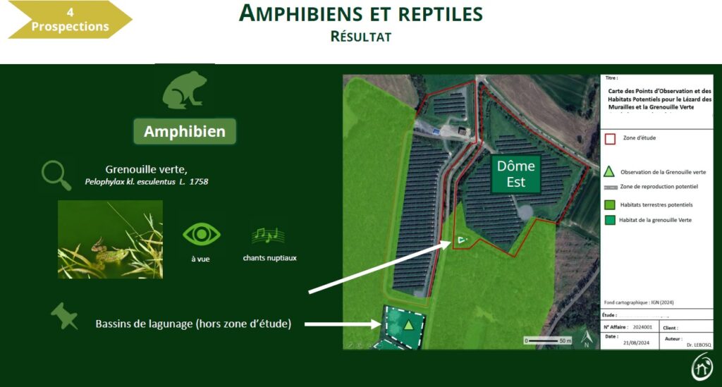 amphibien reptile