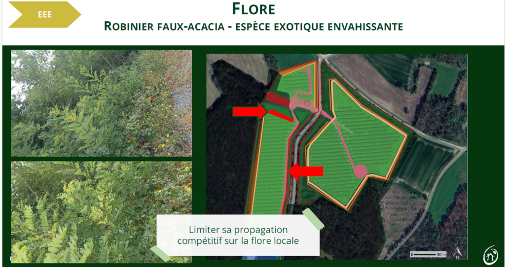 identification Espèces exotiques envahissantese