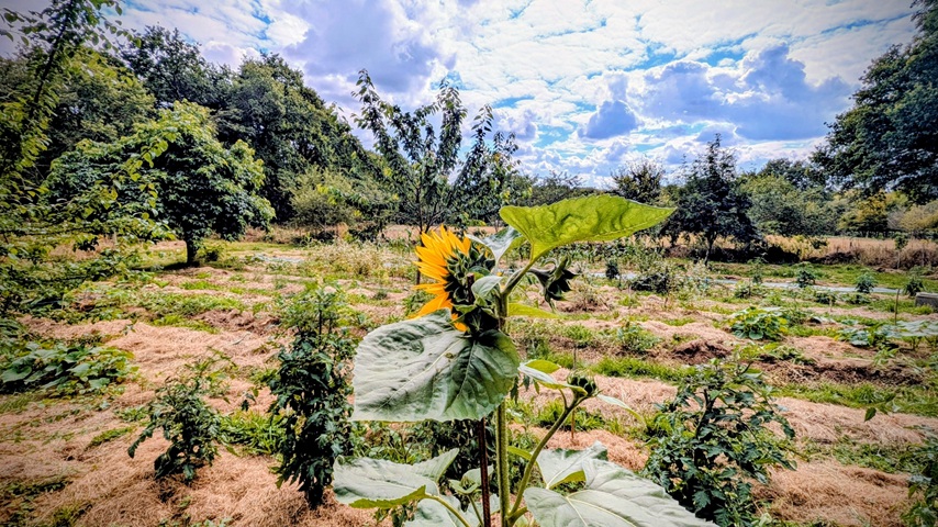  Maraîchage en Agroforesterie